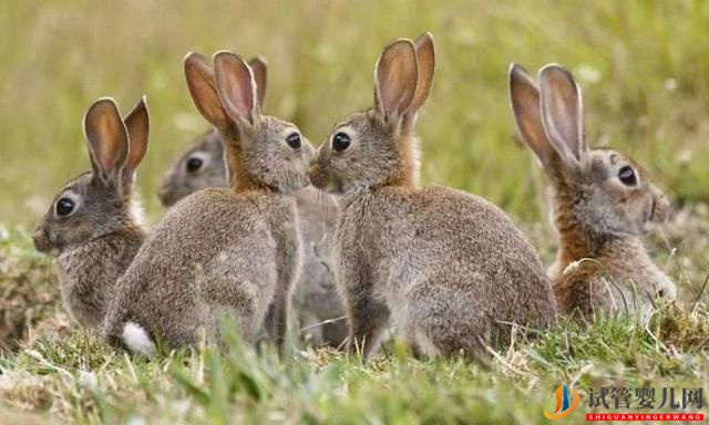 2023年兔宝宝出生在几月旺父母?(图1) 2023年兔宝宝出生在几月旺父母?(图1)