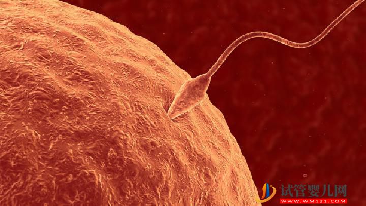 吃瓜子类食物可防男性不育吗 男人吃什么食物可防不育?(图1) 吃瓜子类食物可防男性不育吗 男人吃什么食物可防不育?(图1)