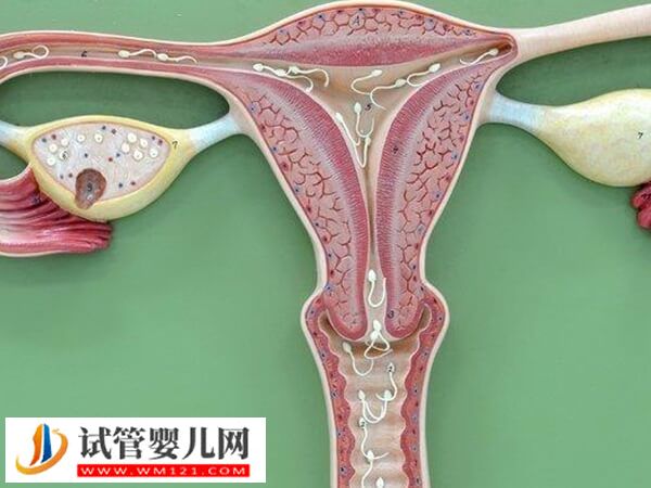 冻囊胚移植内膜太薄太厚都不易着床,这3个方法轻松帮你达标(图1) 冻囊胚移植内膜太薄太厚都不易着床,这3个方法轻松帮你达标(图1)