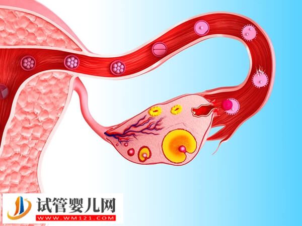 冻囊胚移植内膜太薄太厚都不易着床,这3个方法轻松帮你达标(图2) 冻囊胚移植内膜太薄太厚都不易着床,这3个方法轻松帮你达标(图2)