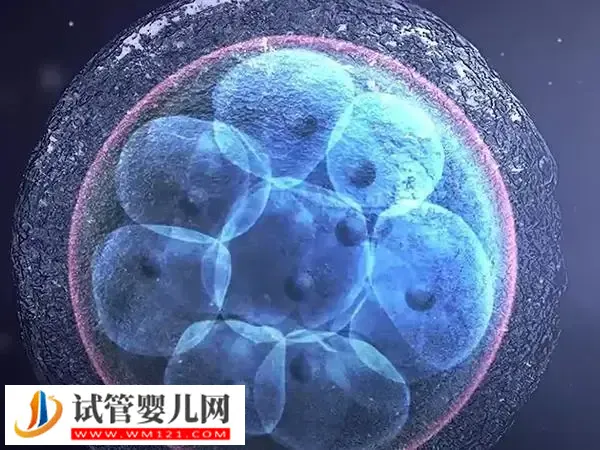 囊胚冷冻和解冻的流程是什么(图1) 囊胚冷冻和解冻的流程是什么(图1)