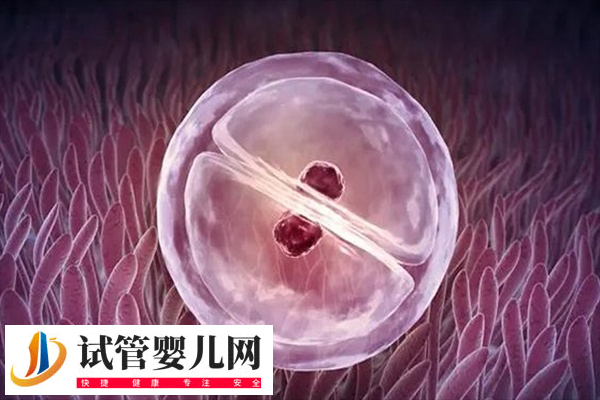 准备试管移植前是否可以吃玉米(图1)
