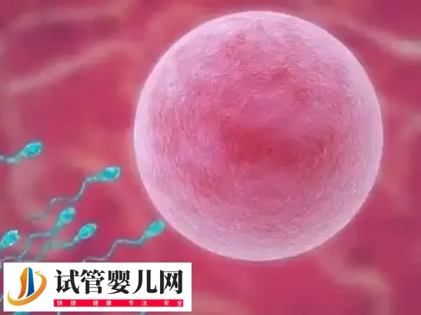 鲜胚和囊胚哪个更适合进行移植(图2)