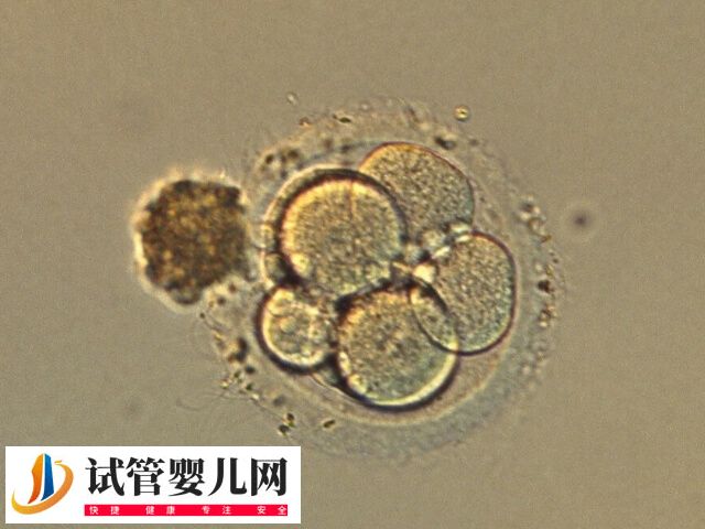 体外培养7天的囊胚质量怎么样(图1)