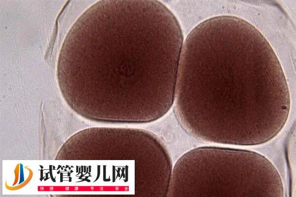 取卵和移植的间隔期是多久(图1)