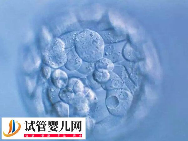 鲜胚6c2和7c2质量怎么样(图2)