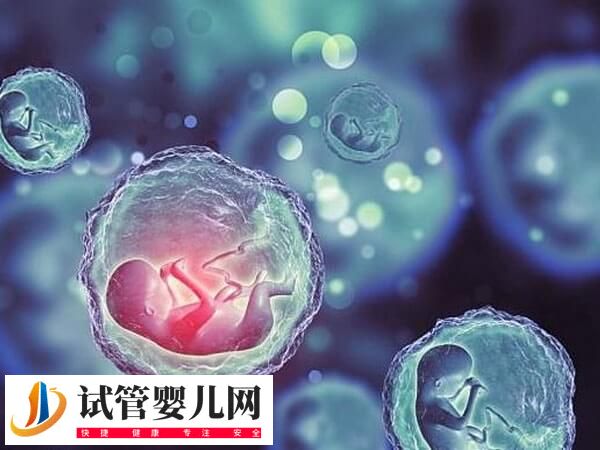 鲜胚和囊胚移植的优缺点有哪些(图2) 鲜胚和囊胚移植的优缺点有哪些(图1)