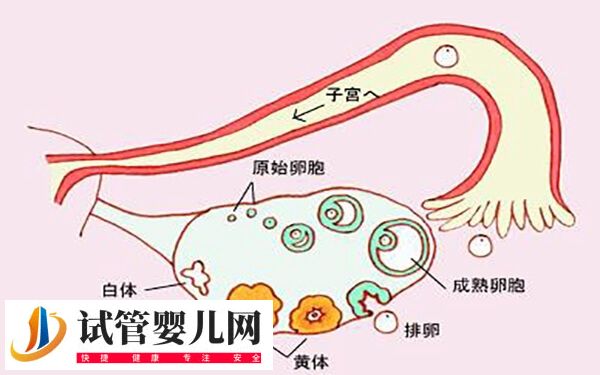 排卵期小腹坠痛就立刻同房怀孕几率多大