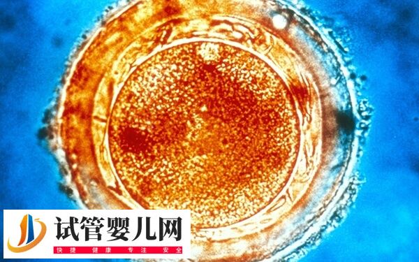 d6囊胚移植成功率高不高
