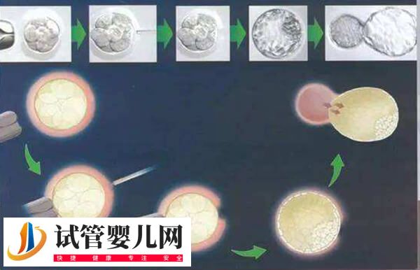 胚胎辅助孵化技术安不安全(图2)