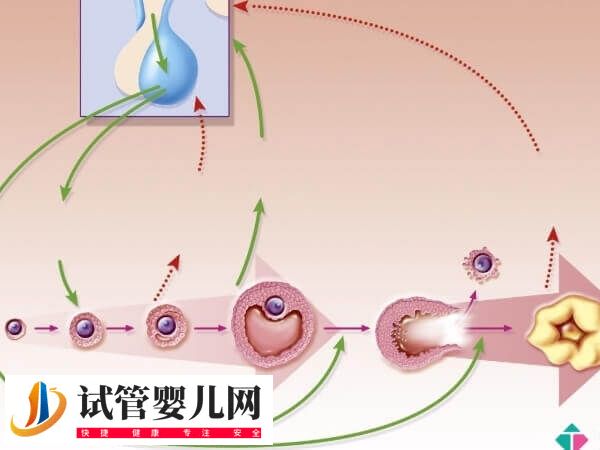 试管促排方案都适合哪些人(图1) 试管促排方案都适合哪些人(图1)