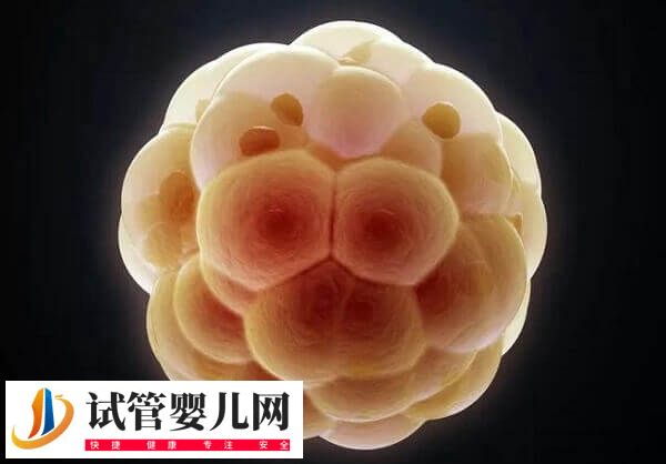 卵泡发育哪些阶段会出现闭锁(图2) 卵泡发育哪些阶段会出现闭锁(图2)