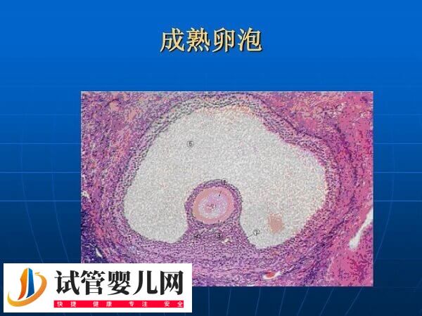 促排用多久普丽康取卵(图4) 促排用多久普丽康取卵(图4)