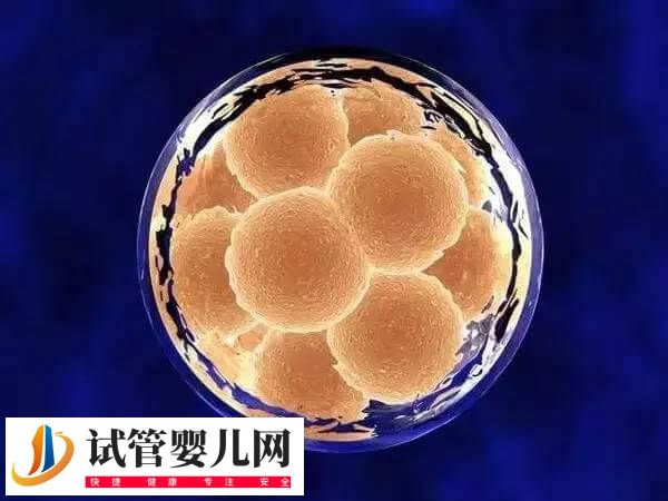 上海同济医院试管婴儿多少钱(图2)