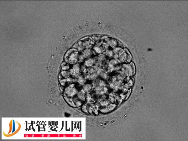 30%嵌合体胚胎能不能做试管婴儿移植(图1) 30%嵌合体胚胎能不能做试管婴儿移植(图1)