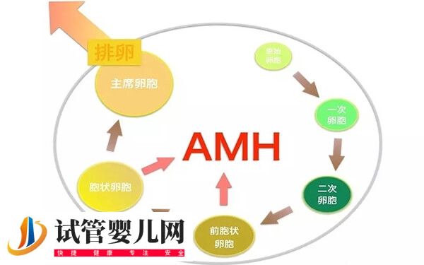 amh值0.47做试管有没有希望(图2)