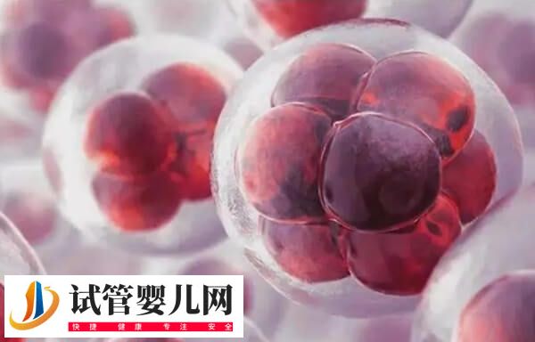 胚胎培养状态的影响因素有哪些(图1)