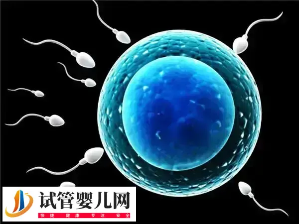 桥本甲状腺炎能不能做试管婴儿