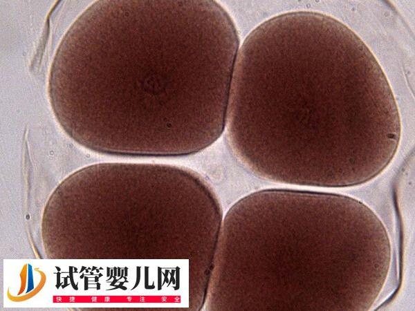 49岁卵泡刺激素73还能不能来月经