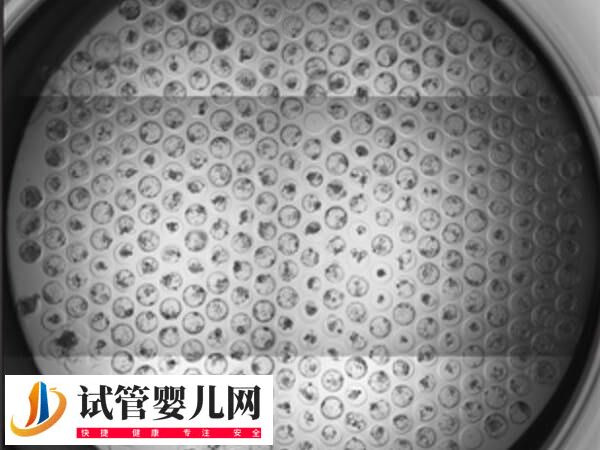 试管胚胎透明带厚的原因是什么