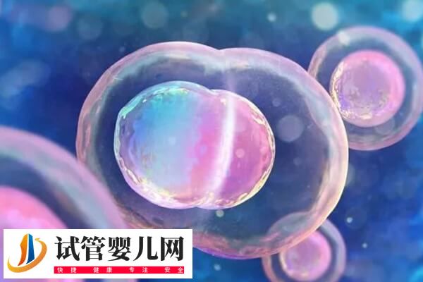 囊胚移植2个变成双胞胎的概率高不高