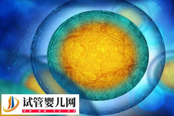 做试管胚胎是如何移植的(图1)