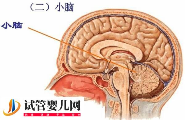 三代试管能筛查哪些遗传病(图5)