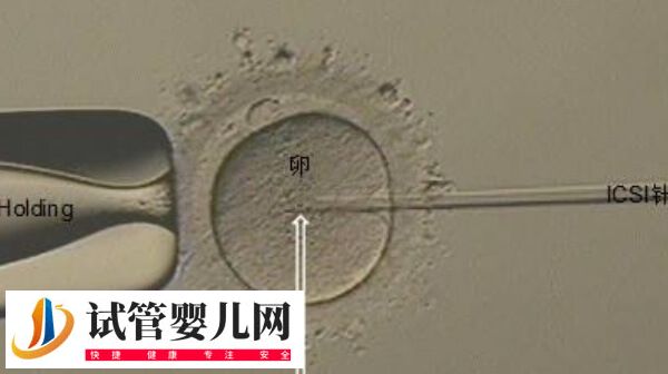 取12个卵配成2个胚胎正不正常