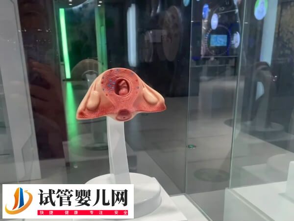 单角子宫试管可不可以移植2个胚胎(图2) 单角子宫试管可不可以移植2个胚胎(图2)