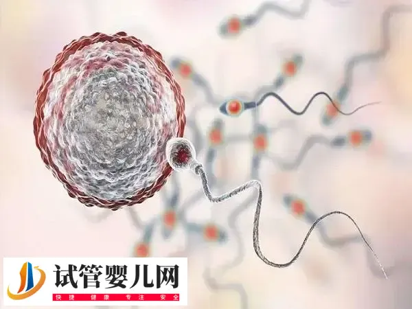 试管胚胎移植后注意哪些事项成功率高