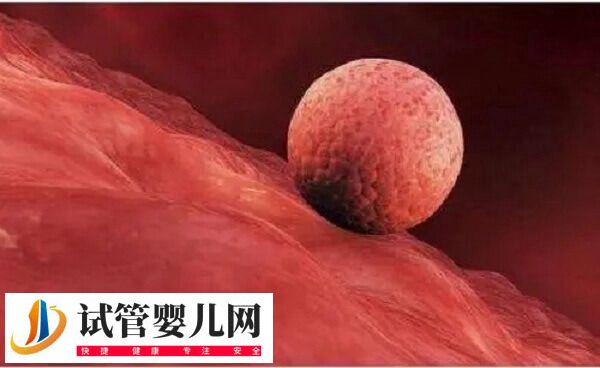 促排期间吃女版勃锐精有什么好处